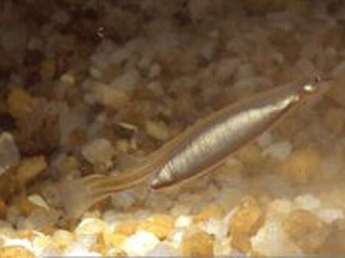 Cá[-]tăm[-]xỉa[-]răng[-](tên[-]tiếng[-]Anh[-]là[-]Candiru[-]hay[-]Toothpick[-]fish)[-]là[-]loài[-]động[-]vật[-]sống[-]ở[-]vùng[-]nước[-]ngọt.